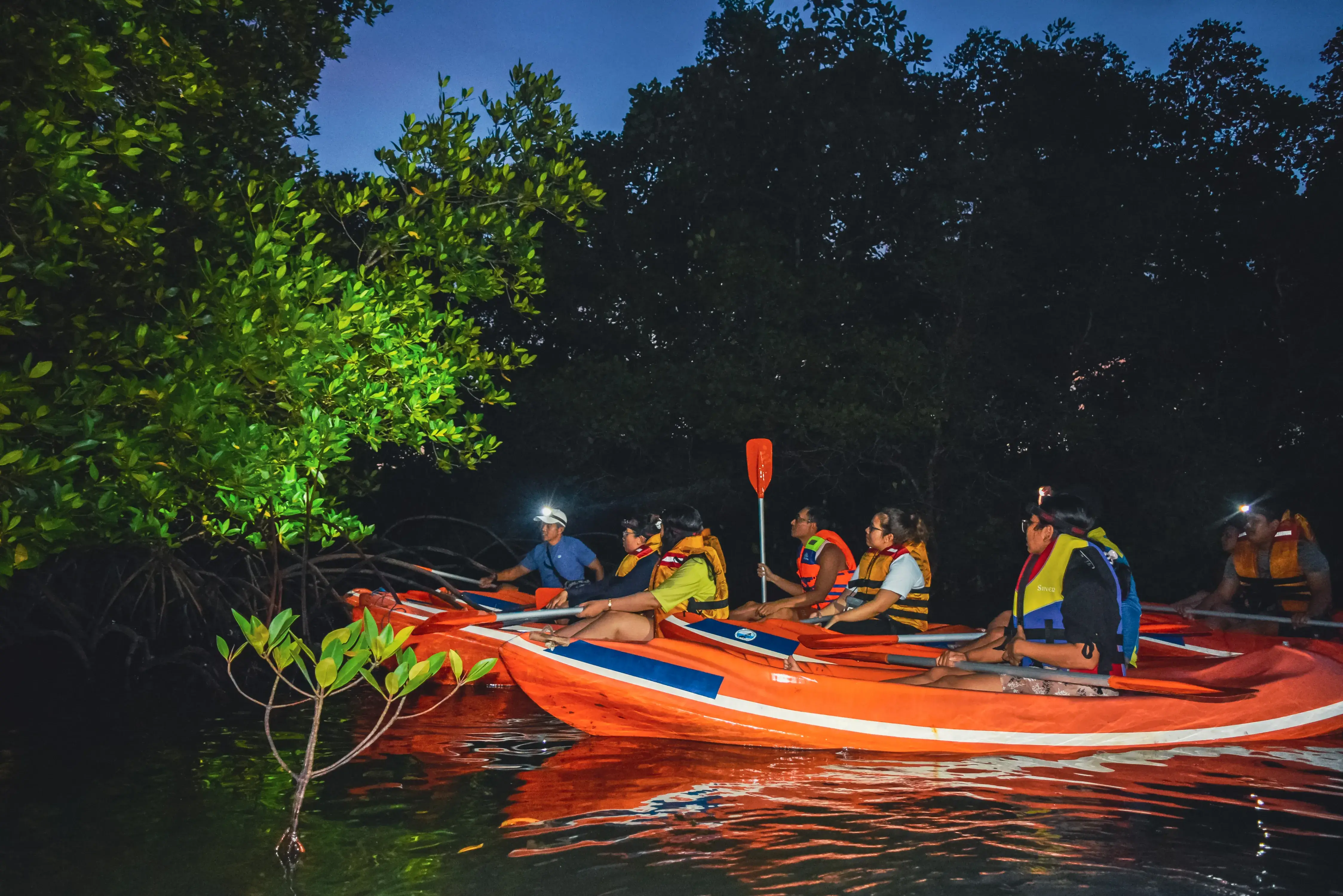 Expected イブニング・マングローブ・カヌー・ツアー - 2