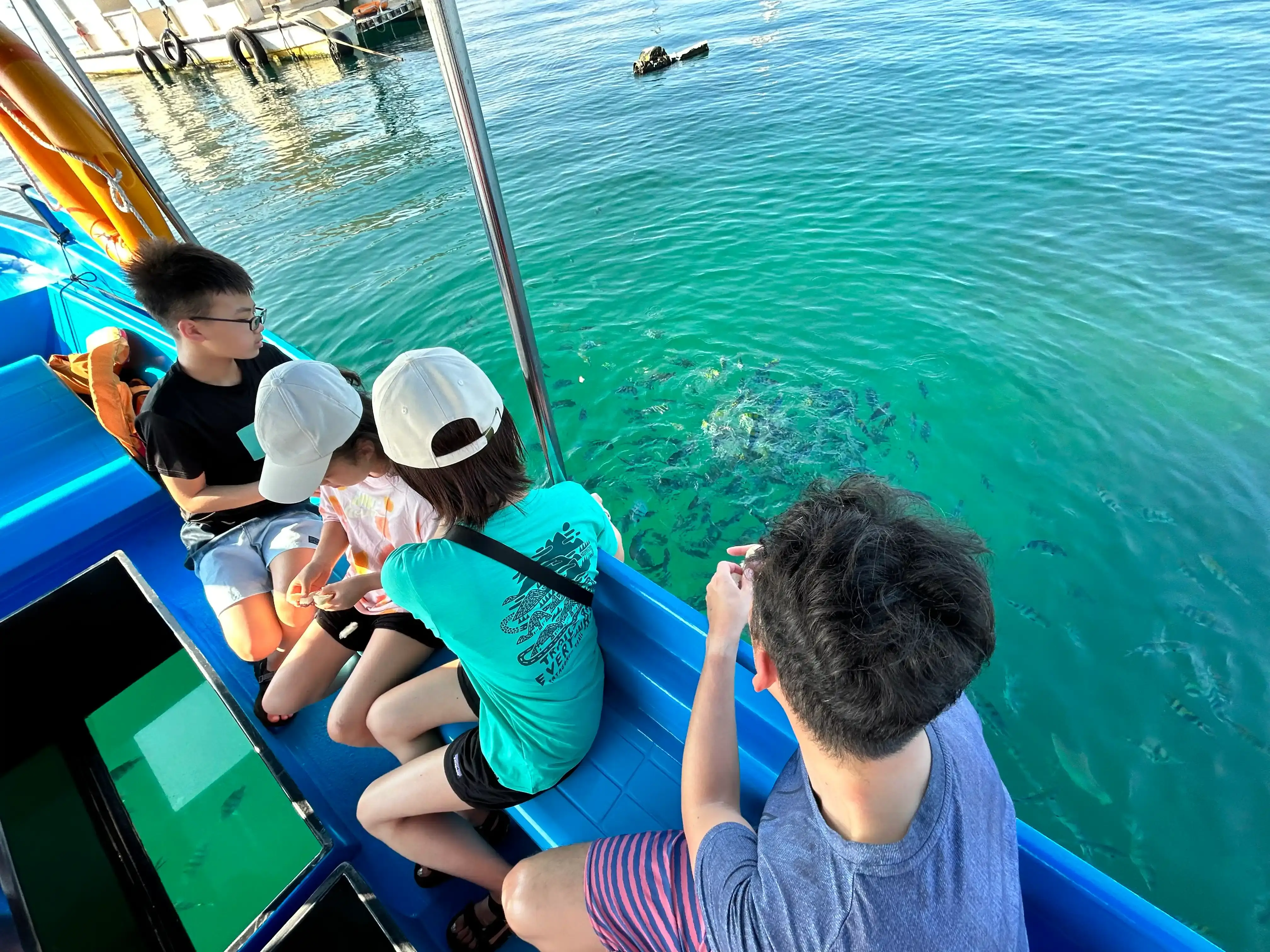 Gallery image グラスボトムで行くマングローブ＆シュノーケリング - 1