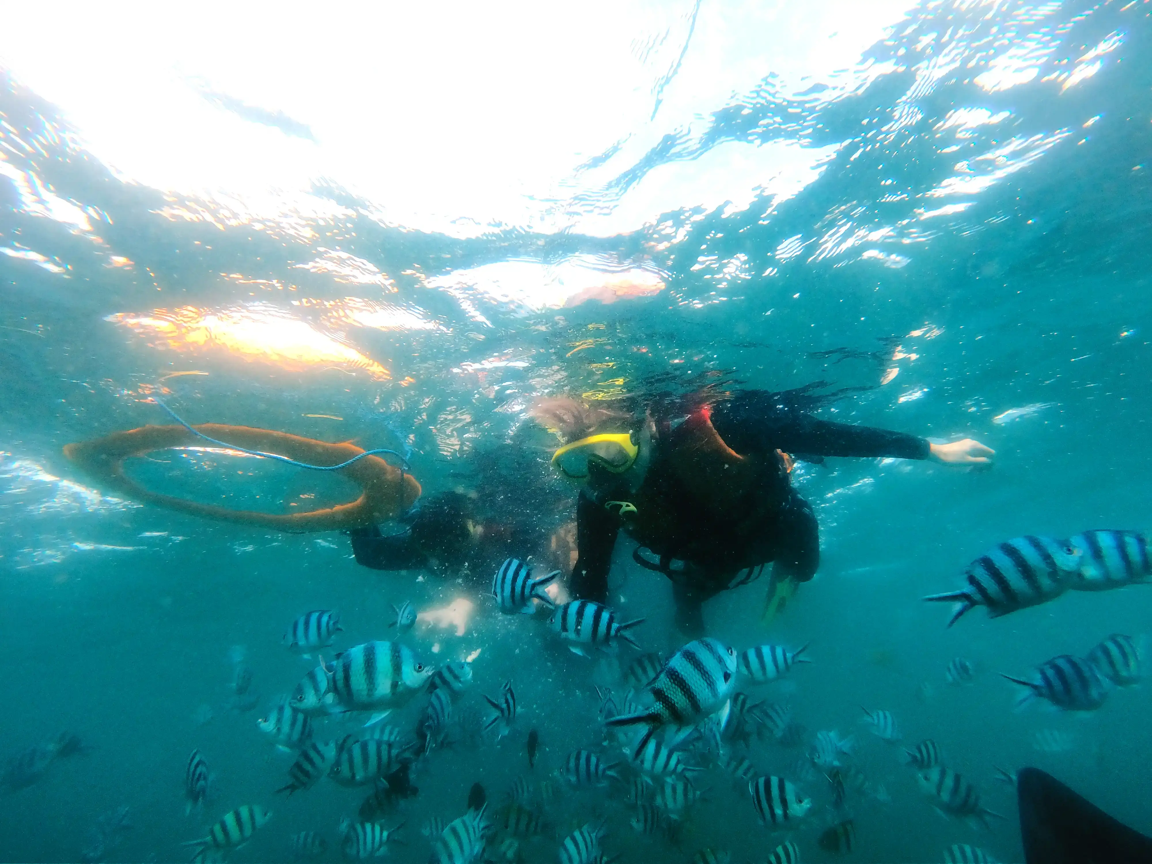 Gallery image グラスボトムで行くマングローブ＆シュノーケリング - 3