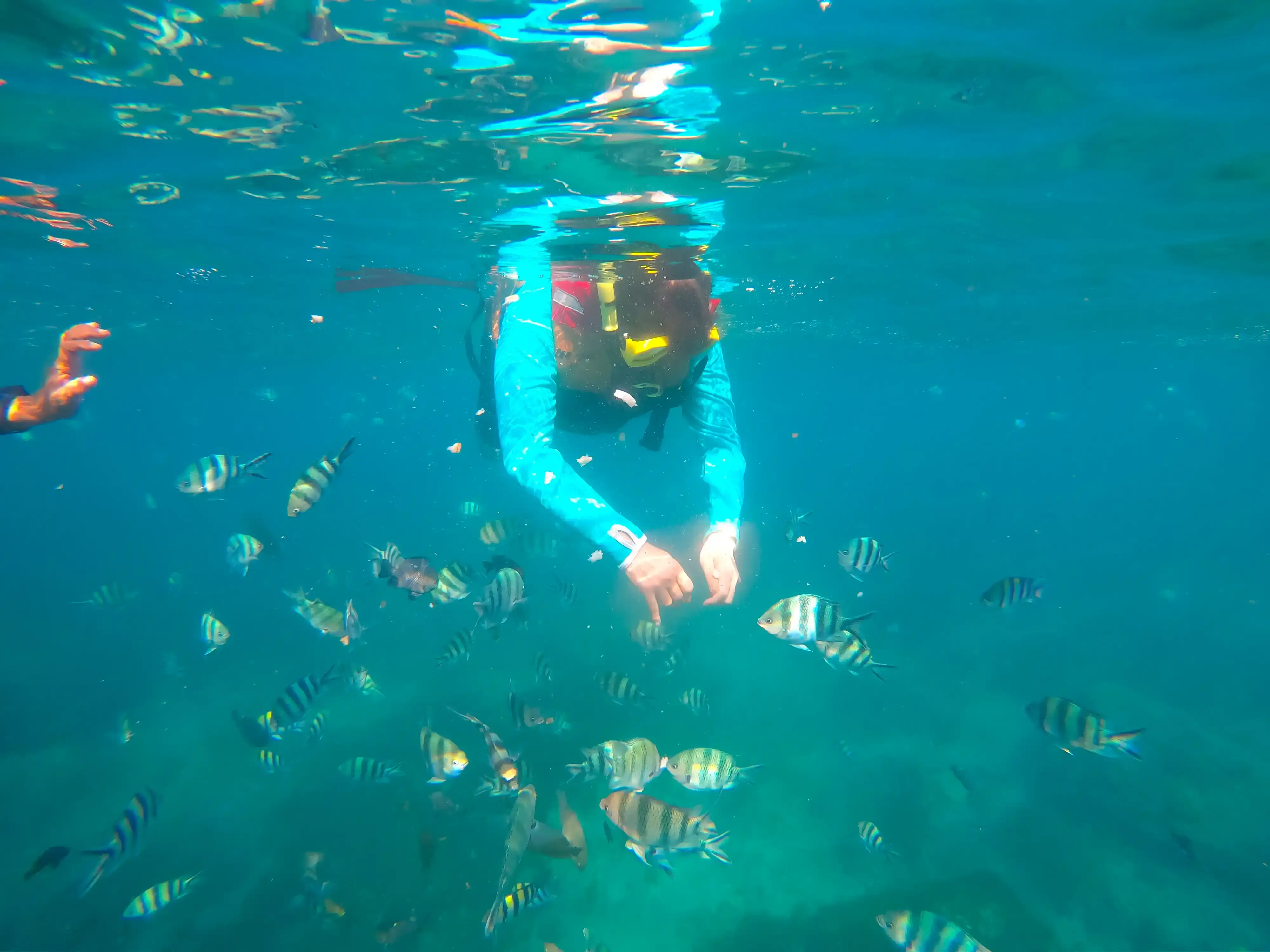 Gallery image グラスボトムで行くマングローブ＆シュノーケリング - 2