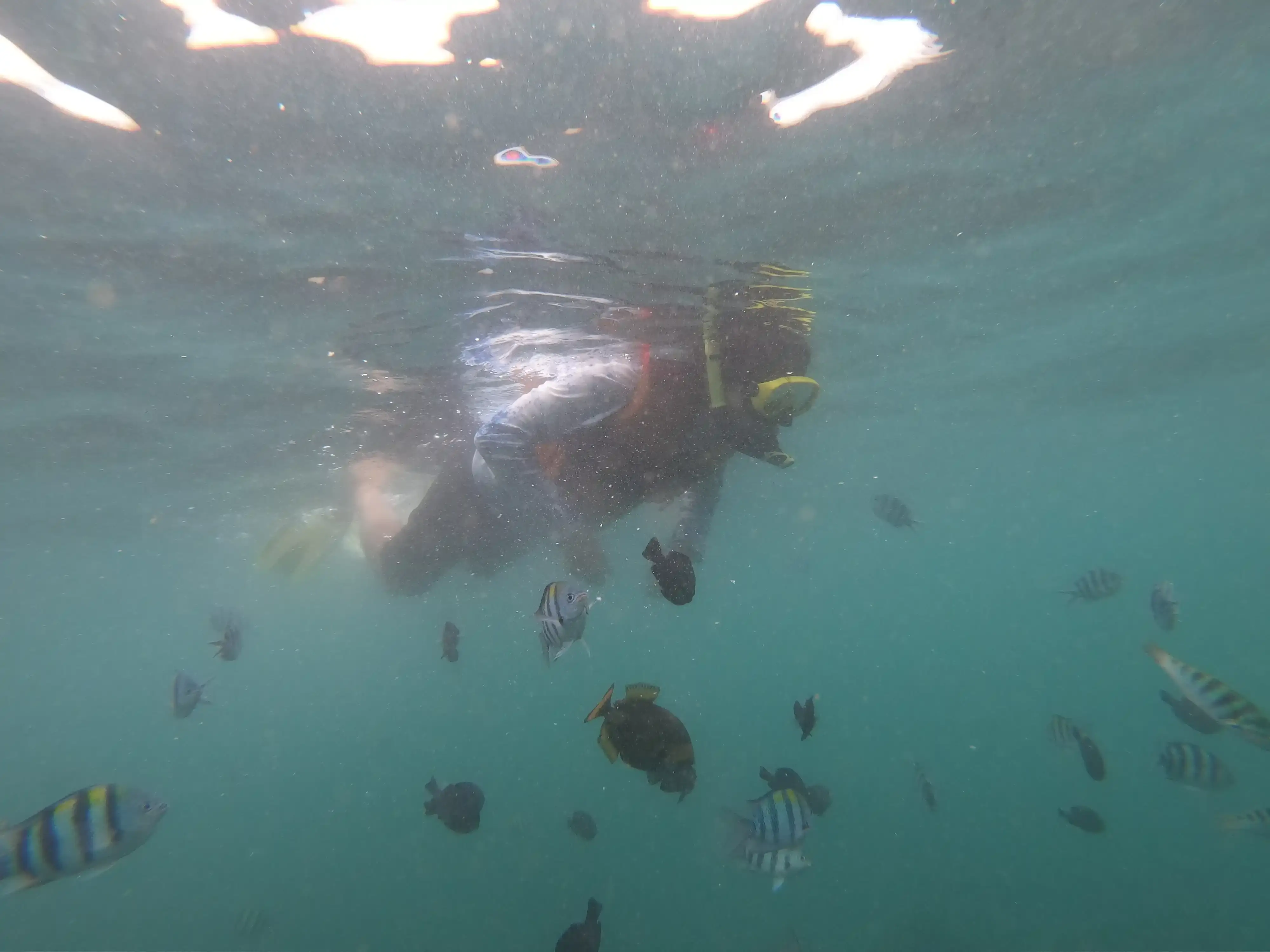 Gallery image グラスボトムで行くマングローブ＆シュノーケリング - 5