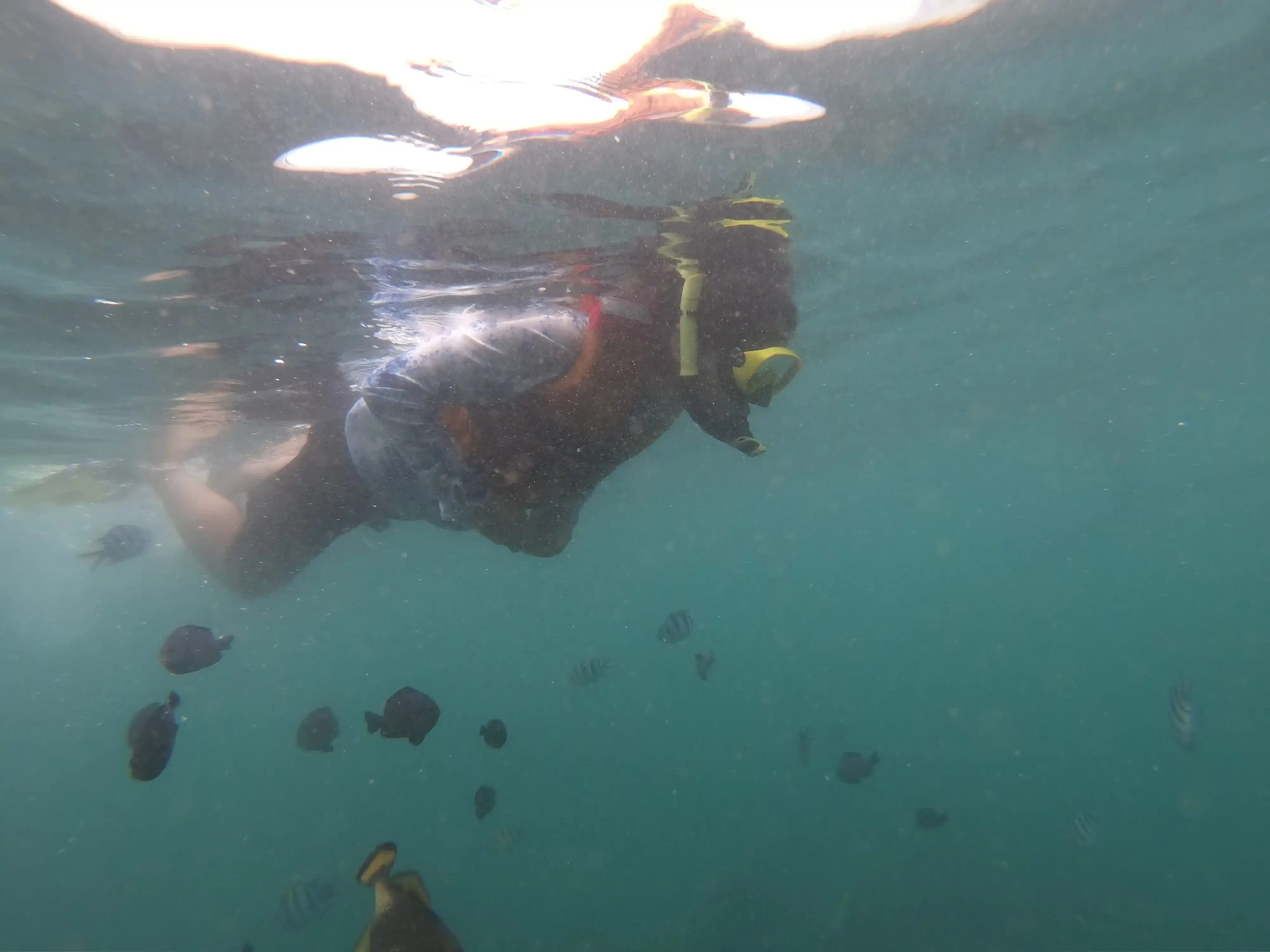 Gallery image グラスボトムで行くマングローブ＆シュノーケリング - 4